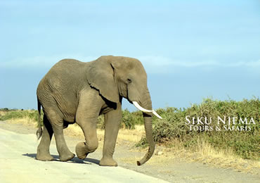Amboseli Elephant Bull